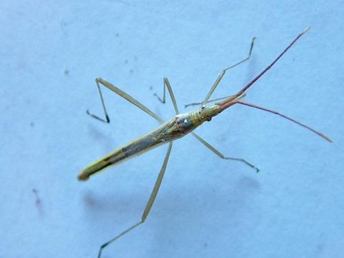Chorosoma schillingii